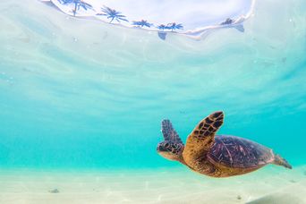 Schildkröte im Meer