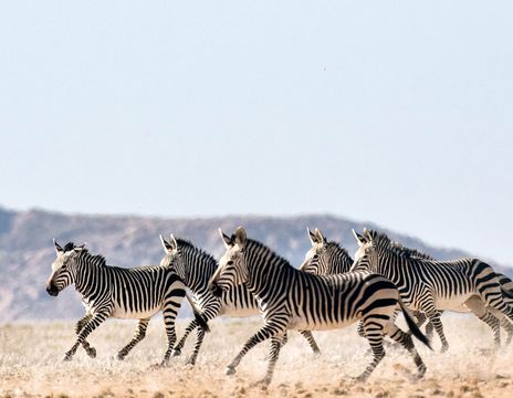 Eine Gruppe Hartmann-Bergzebras läuft in einer halbtrockenen Landschaft