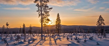 Winterlandschaft in Lappland