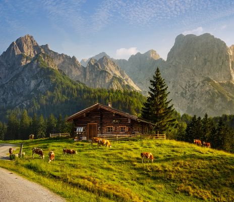 Typisches Bergpanorama in den Schweizer Alpen mit Almhütte und Wiesen mit Kühen