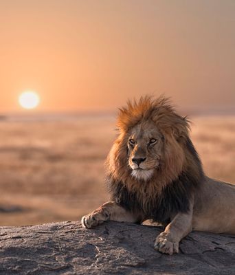 Löwe auf Felsen bei Sonnenuntergang