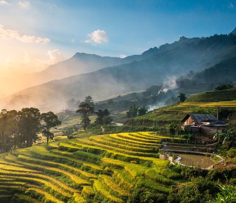 Reisfelder in Vietnam