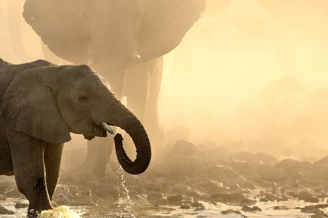 Elefant am Wasserloch in Afrika