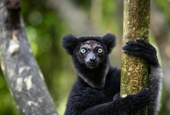Madagaskar