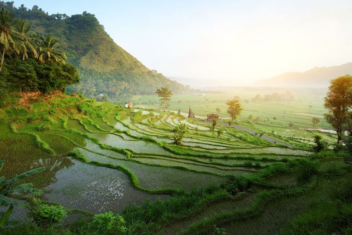 Plantage in Ubud mit Sonnenaufgang