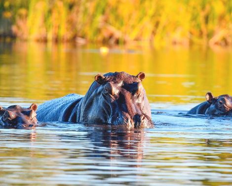 Kleingruppen-Rundreise von Windhoek bis Victoria Falls