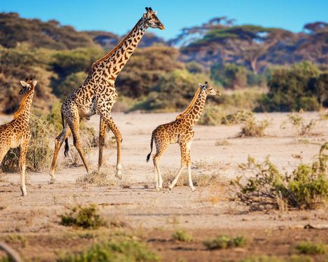 Auf Safari zu den Big Five & Entspannung am Palmenstrand-0