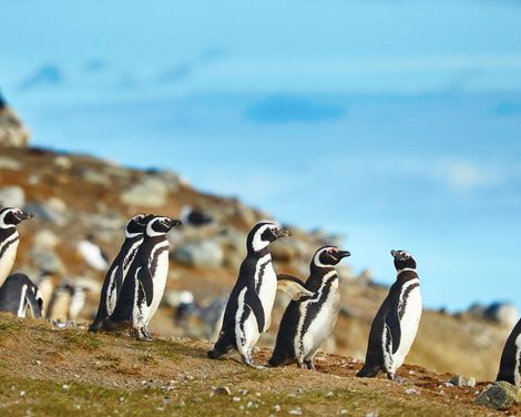 Kreuzfahrt mit Oosterdam ab Buenos Aires/Santiago de Chile an Santiago de Chile/Buenos Aires-1