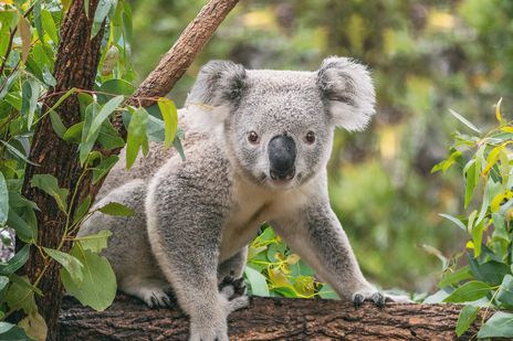 Koala in Australien