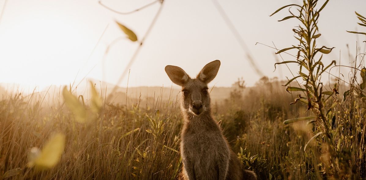 Känguru in Australien