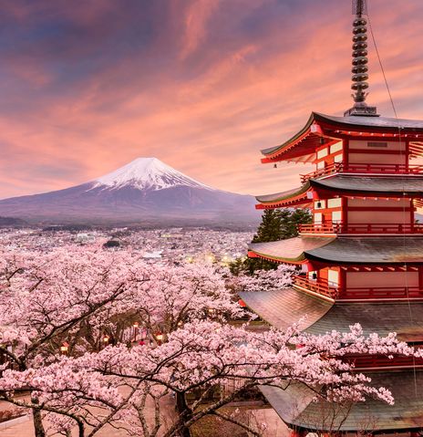 Mount Fuji mit Tempel und Kirschblüte bei Sonnenuntergang