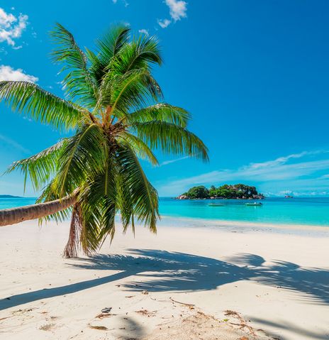 Palme am Strand von Kuba