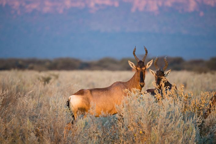 Antilopen im Waterberg-Plateau-Park