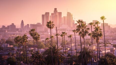 Palmen in Los Angeles