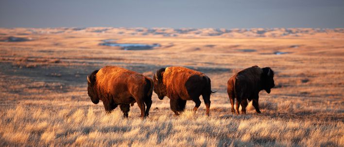 Bisons im Grasslands Nationalpark