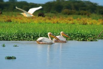 Vögel in Kenia
