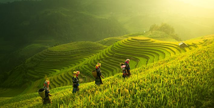 Wanderer auf leuchtend grünen Reisterassen von Mu Cang Chai im Morgenlicht