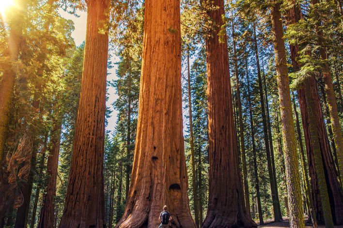 Typische Bäume im Sequoia Nationalpark