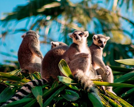 Rundreise ab/an Antananarivo inkl. Wanderung zu den Lemuren im Ranomafna Nationalpark