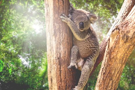 Ein schlafender Koalabär im Baum