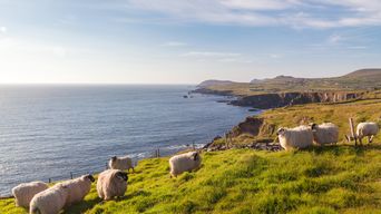 Schafe in Irland