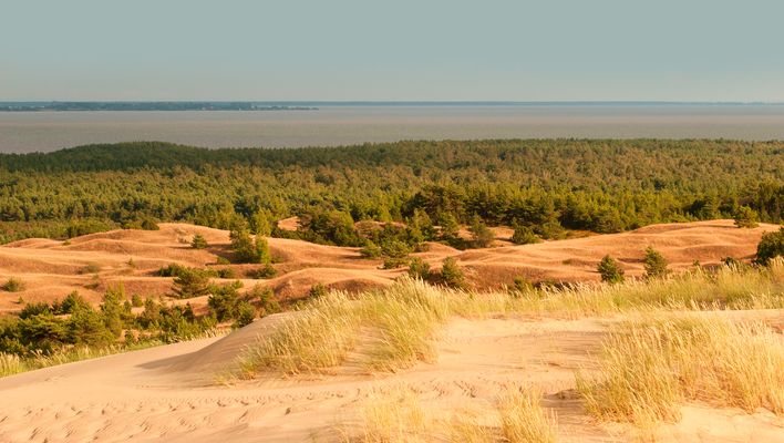 Sanddünen der Kurischen Nehrung mit Kieferbäumen und weitem Blick über die Landschaft