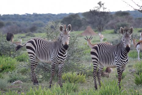 Zebras in der Savannenlandschaft des Etosha-Nationalparks in Namibia