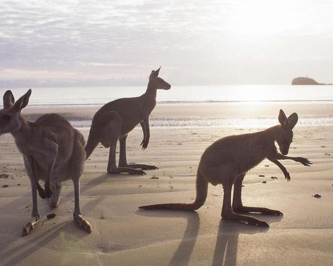 Kreuzfahrt mit der Celebrity Solstice von Singapur bis Sydney inkl. Malaysia-Rundreise von Penang bis Singapur