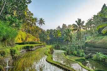 Reisterrassen und Palmen in Indonesien