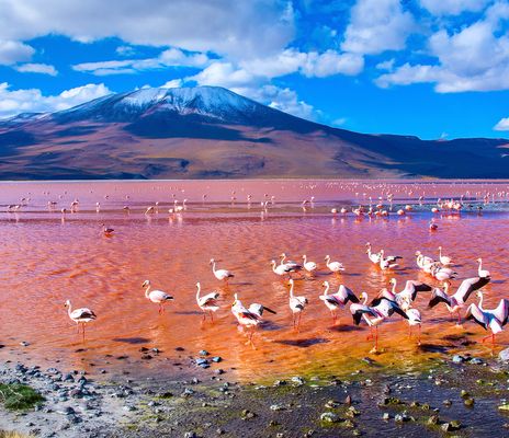 Landschaft und Flamingos in Bolivien