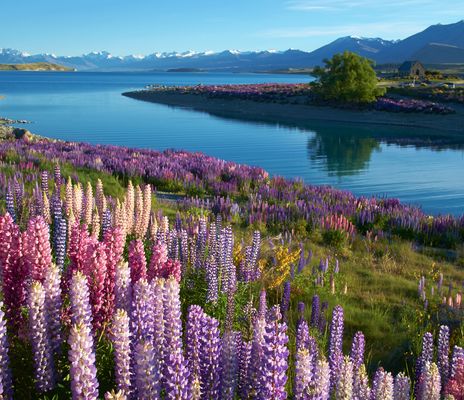 Canterbury Laketekapo See und Blumen