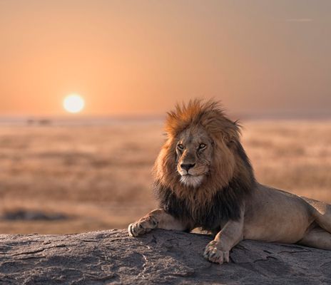 Löwe im Serengeti Nationalpark bei Sonnenuntergang