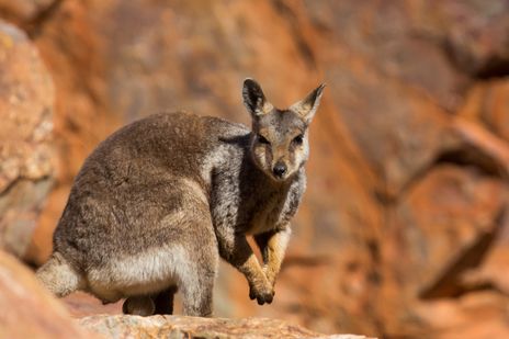 Wallaby in Australien