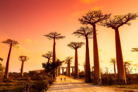 Baobaballee auf Madagaskar