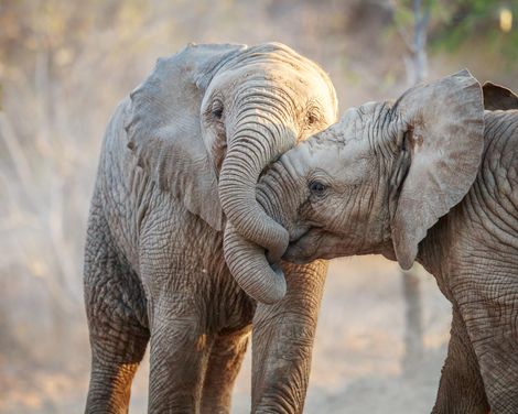 Kreuzfahrt von Durban bis Venedig inkl. Südafrika-Rundreise-0