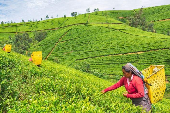 Teepflückerin in den leuchtend grünen Hügeln von Nuwara Eliya im zentralen Hochland Sri Lankas