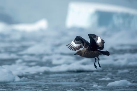 See- oder Sturmvogel im Flug über der Antarktis