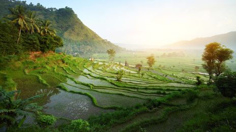 Plantage in Ubud mit Sonnenaufgang