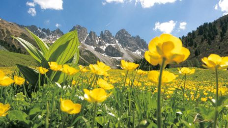 Blumen auf Alpenwiese in Österreich