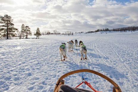 Mehrere Huskys, die einen Schlitten durch eine Schneelandschaft ziehen