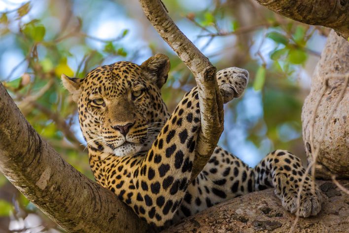 Leopard im Baum