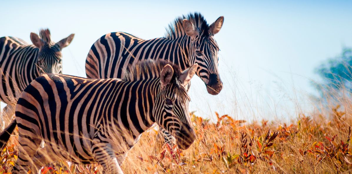 Zebras in Swasiland