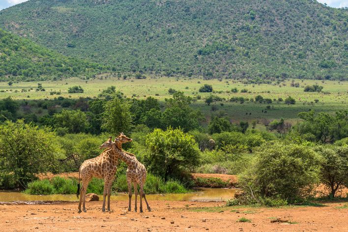 Zwei Giraffen im Pilanesberg-Nationalpark
