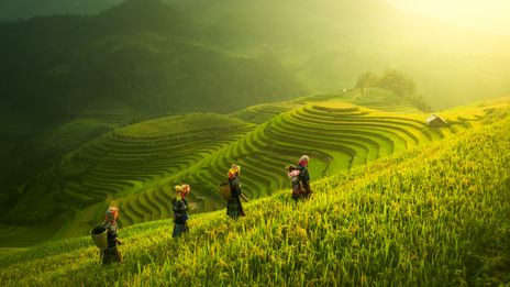 Wanderer auf leuchtend grünen Reisterassen von Mu Cang Chai im Morgenlicht