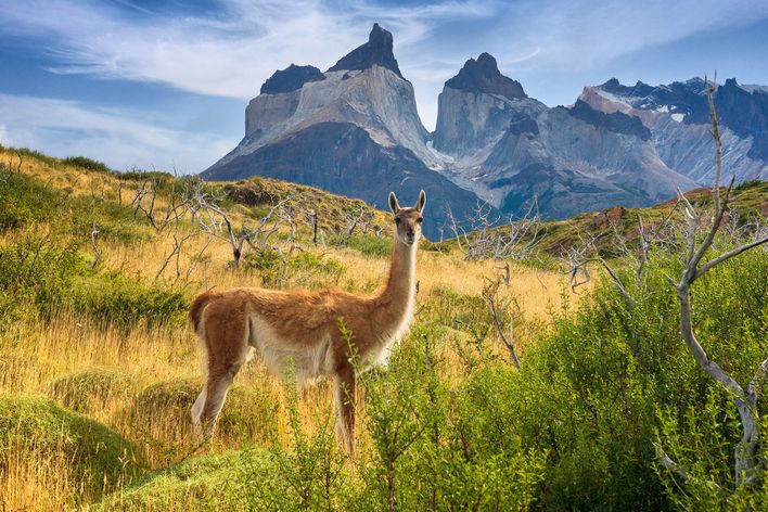Lama und Landschaft in Chile