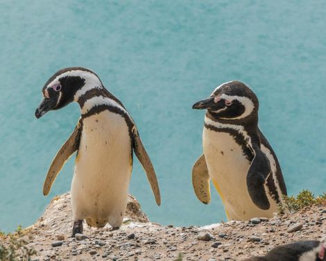 Kreuzfahrt mit der MS Oosterdam von Buenos Aires nach Santiago de Chile-3