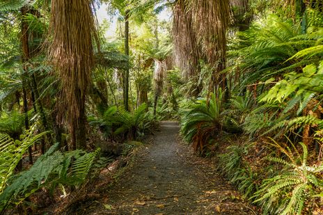 Weg zum Strand Cathedral Cove vorbei an Farnen in Neuseeland