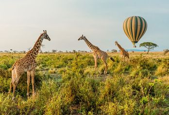 Giraffen im Serengeti Nationalpark