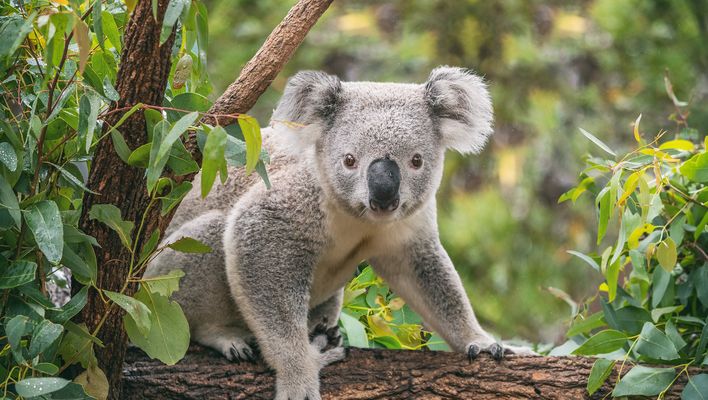 Koalabär in Australien
